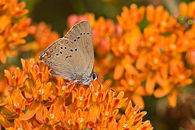 职员资料暗示：《腐烂国度3》开发商或开发一款未公开游戏 